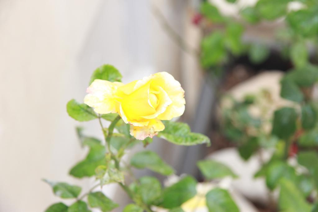 Canton Delle Rose Apartment Шикли Екстериор снимка